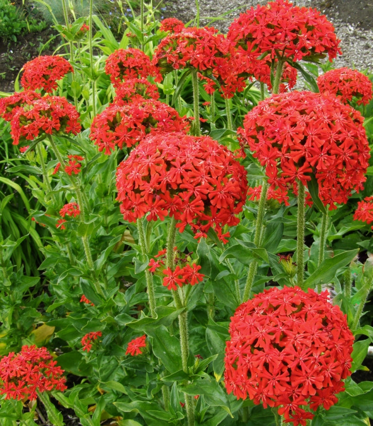 LYCHNIS chalcedonica – LYCHNIDE
