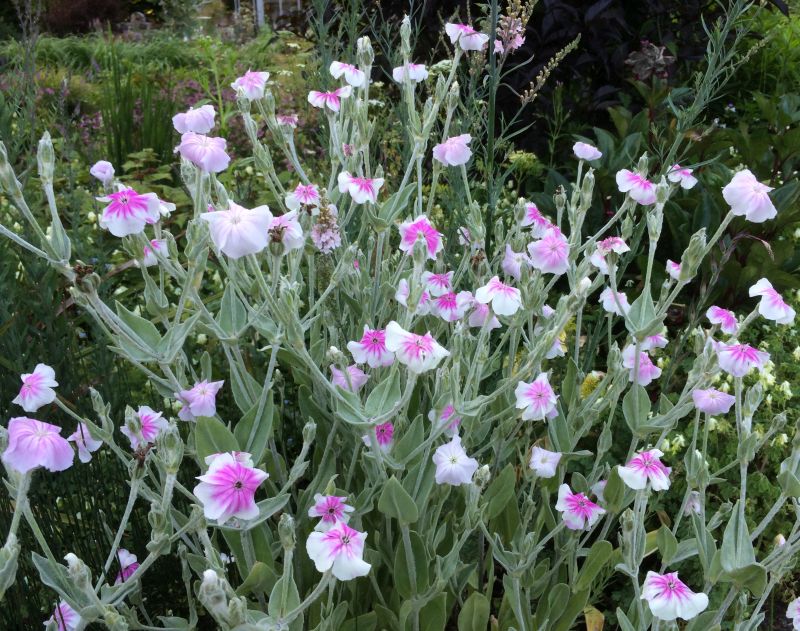 Lychnis Oculata