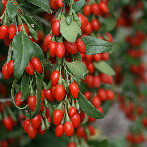 Lycium barbarum 'Dynamite' (Goji)