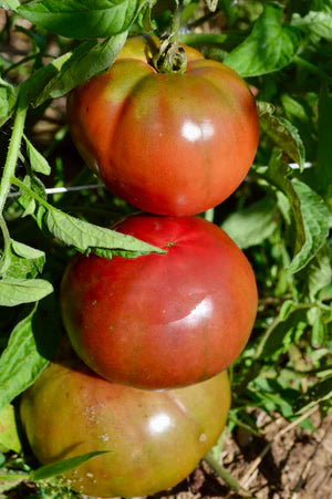 Seed - Tomato 'Cherokee Purple' - Semences du Portage