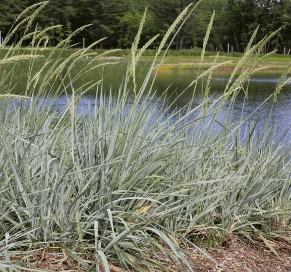 Elymus 'Blue Dune'