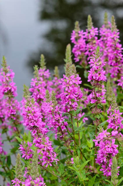 lythrum salicaria