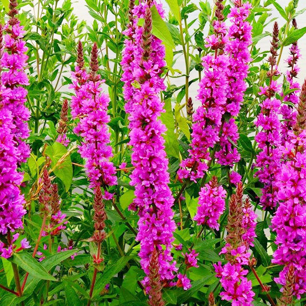 Lythrum salicaria 'Robert'