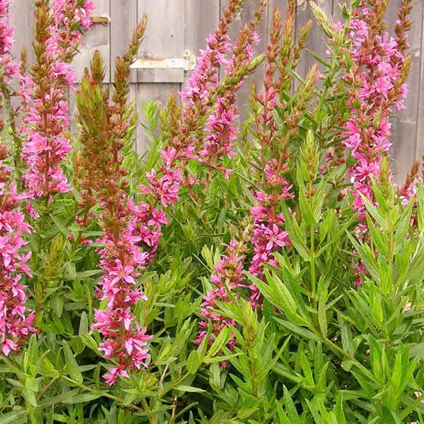 Lythrum 'Terra Nova'
