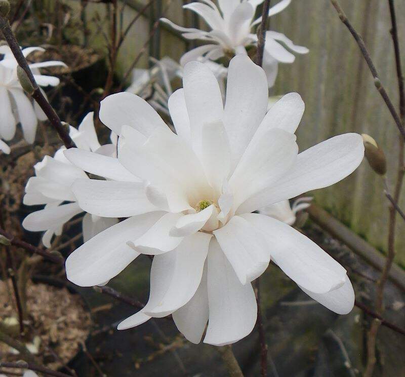 Magnolia stellata 'Royal Star'
