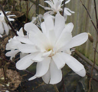 Magnolia stellata 'Royal Star'