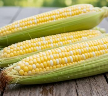 Bulk seed corn 2 colors NAVAJO 80 days