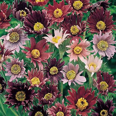 Pulsatilla vulgaris 'Papageno' - Anémone pulsatille