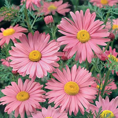 Tanacetum Coccineum Roseus