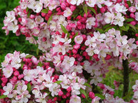 Malus 'Coralburst' ('Coralcole') - Pommier à fleurs nain