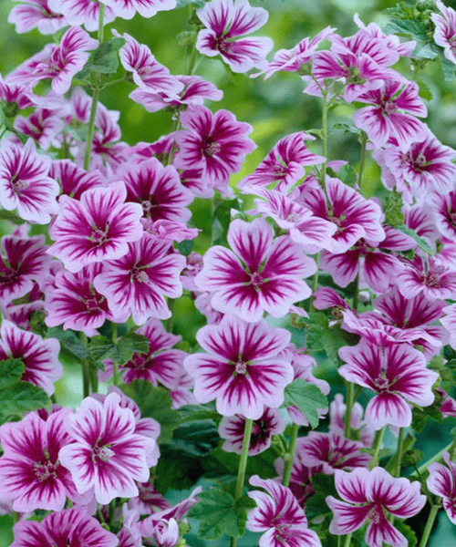 Malva 'Zebrina'