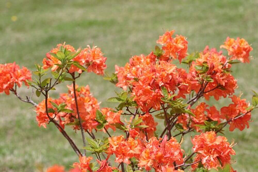 Rhododendron hybrid Mandarin Lights