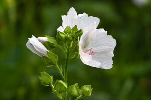 Seed - White Musk Mallow - Portage Seeds