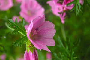 Seed - Musk mallow - Seeds from the Portages