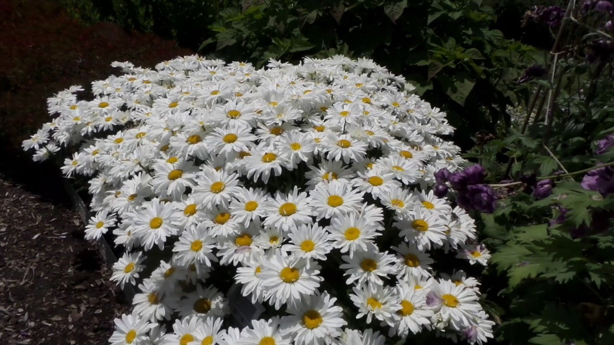 Leucanthemum 'Whoops a Daisy'