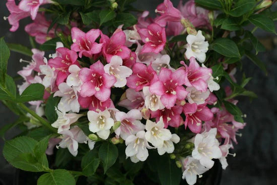 Weigela Flordia Czechmark Trilogy