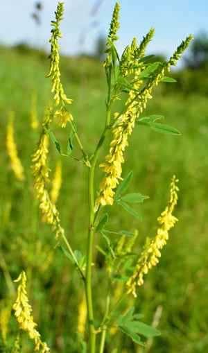 Seed - Yellow Sweet Clover - Portage Seeds