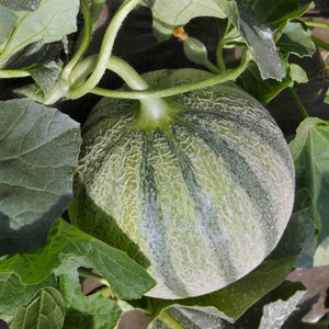 Seed - Charentais Melon - Portage Seeds