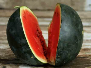 Semence - Melon d'eau 'Blacktail Mountain' - Semences du portage