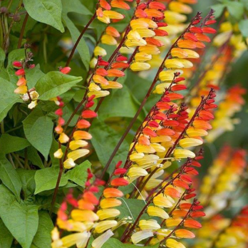 Mini Lobata en pot