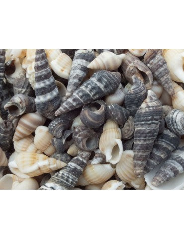 Bouteille Coquillage 500g Mini (noir & beige) - izi deco