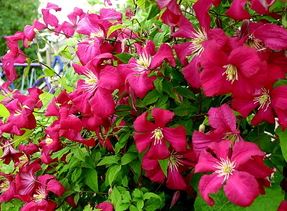 Clematis 'Mme Julia Correvon'