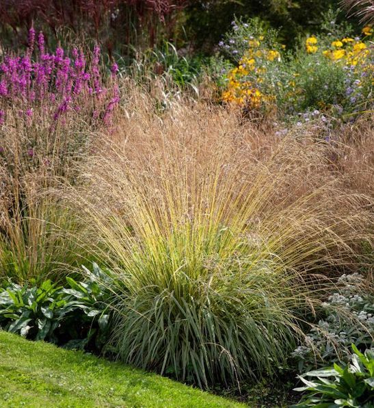 Molinia caerulea 'Variegata'