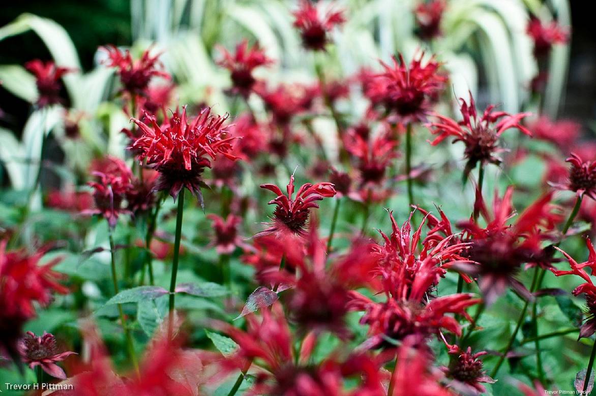Monarde assorties