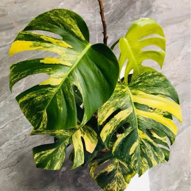 Monstera deliciosa 'Aurea Variegata'