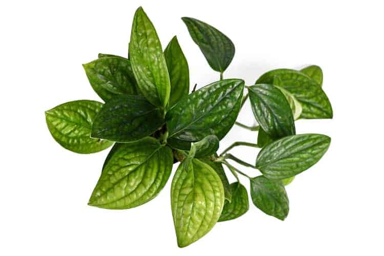 Philodendron Green Galaxy