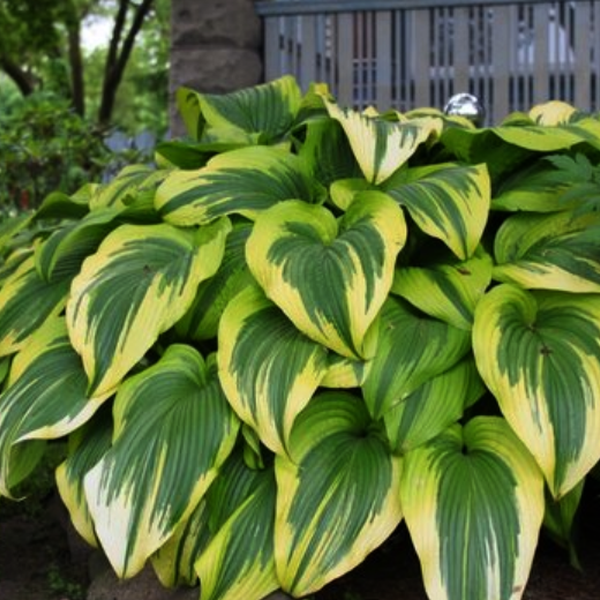 Hosta montana 'Aureomarginata'