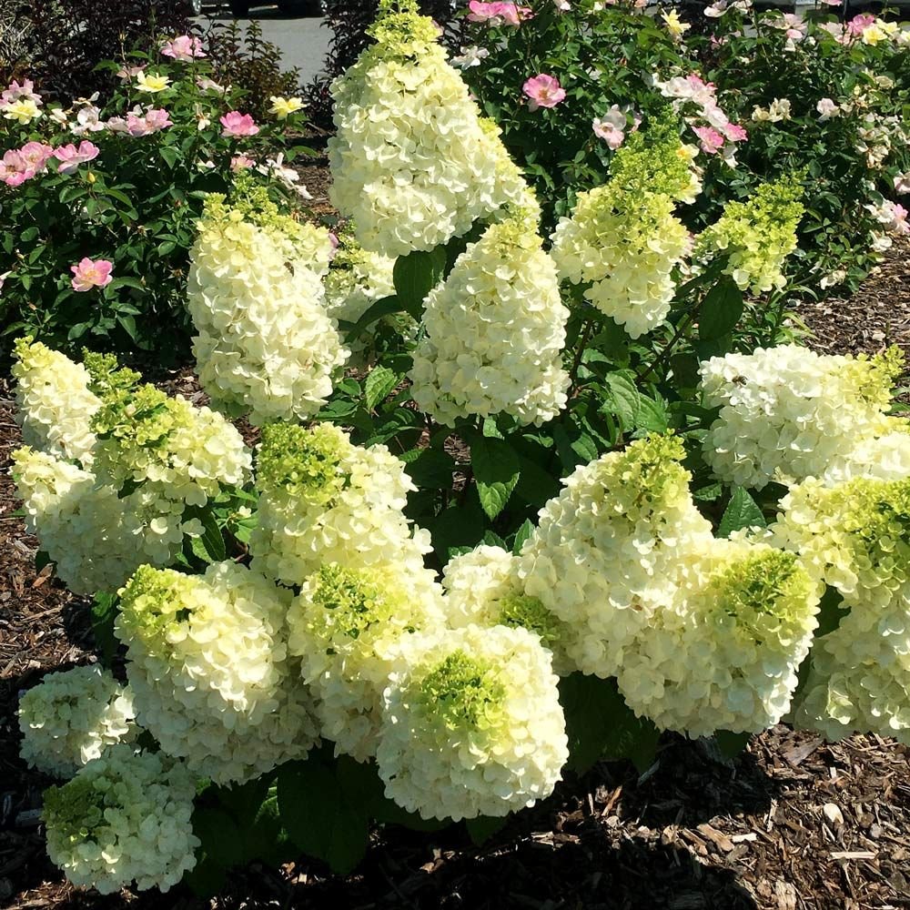 Hydrangea paniculata Moonrock