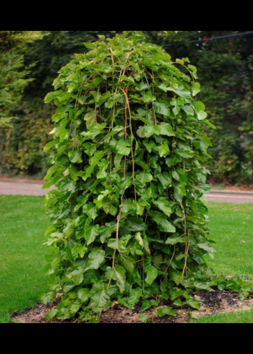 Morus alba 'Pendula' - Murier blanc pleureur