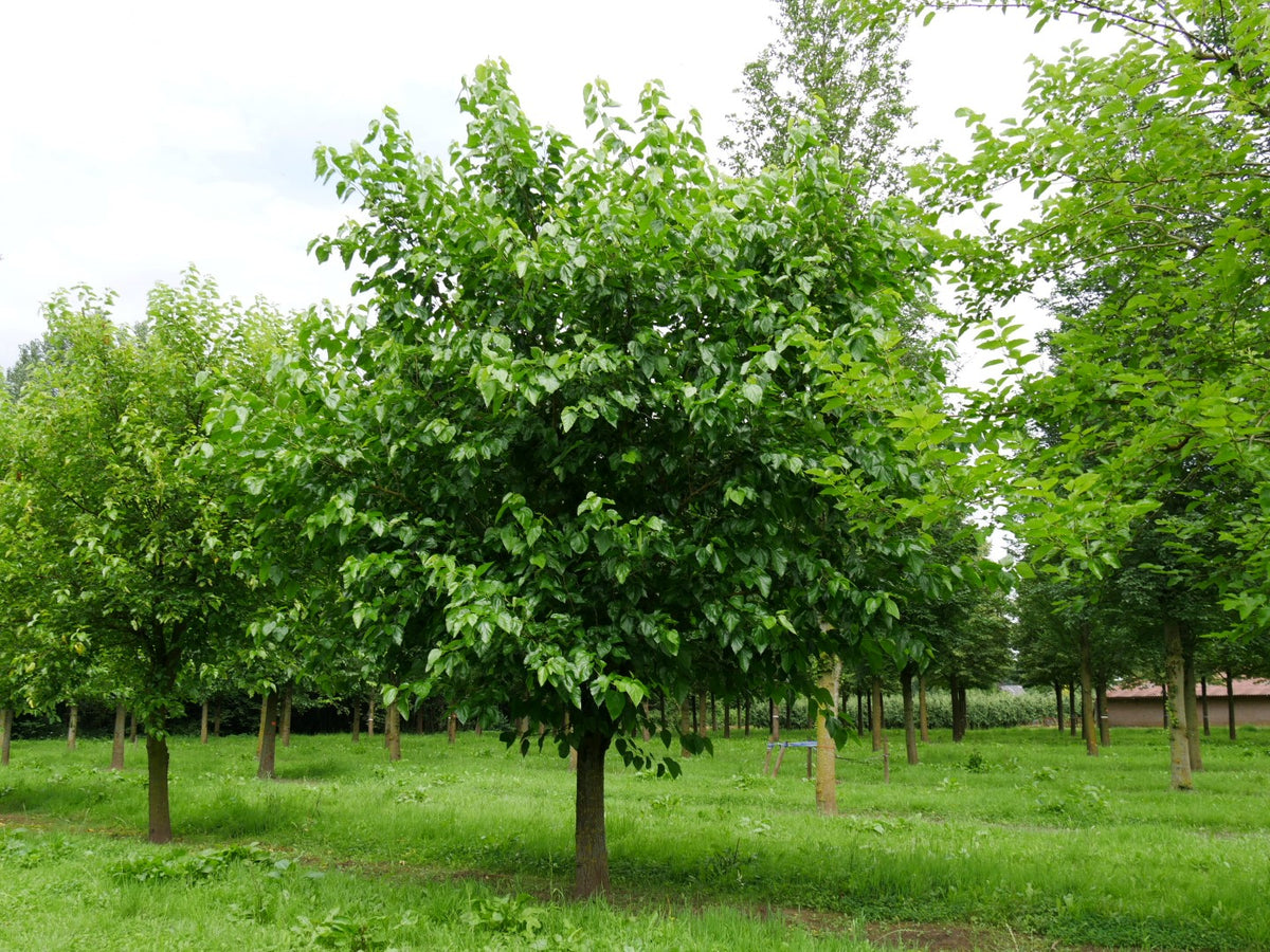 Morus alba - Murier blanc