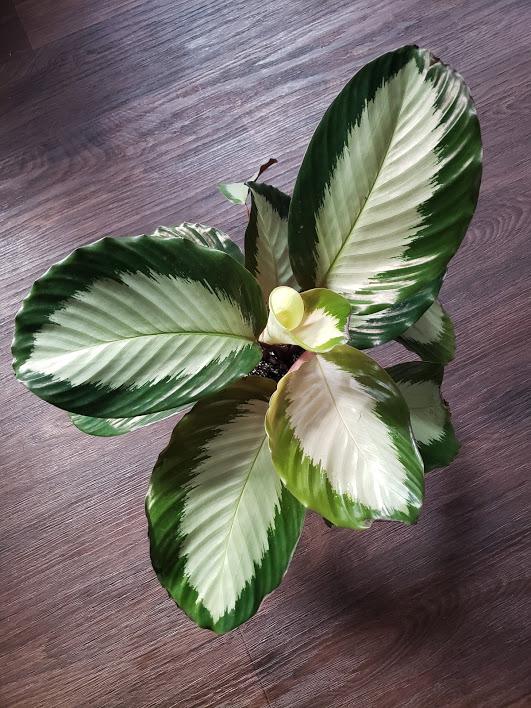 Calathea Royal Standard