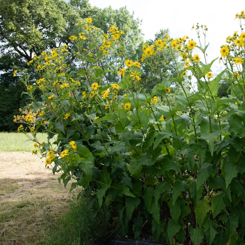 Silphium Perfoliatum - Silphie perfoliée