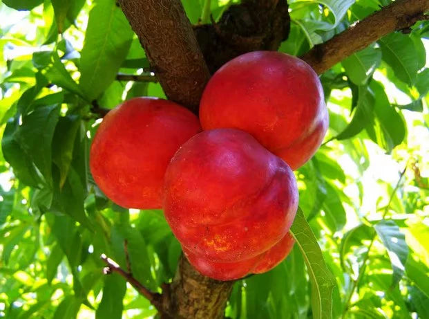 Nectarine Independence