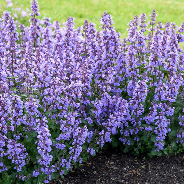 Nepeta 'Kitten Around'