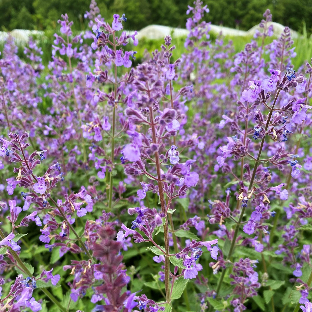 Nepeta x faassenii Junior Walker – FleurExcel Inc.