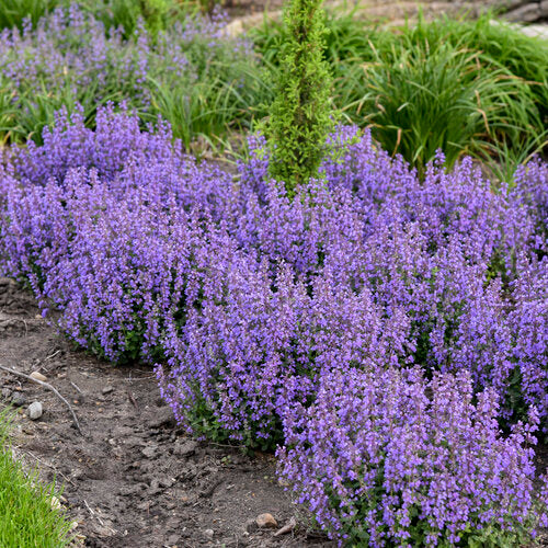 Nepeta 'Cat's Pajamas'
