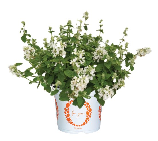 Nepeta 'Serene Frost'