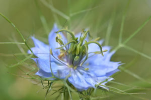 Seed - Nigella damascena - Portage Seeds