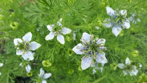 Seed - Nigella 'Black Cumin' - Portage Seeds