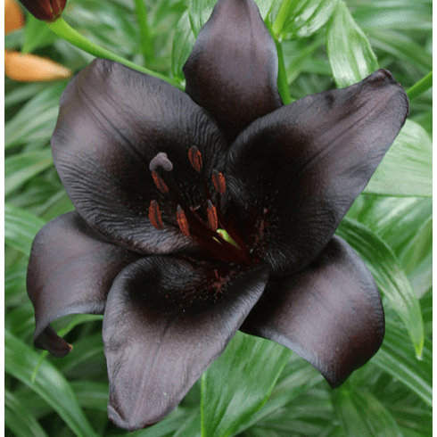 Lilium 'Night Rider' - Lys