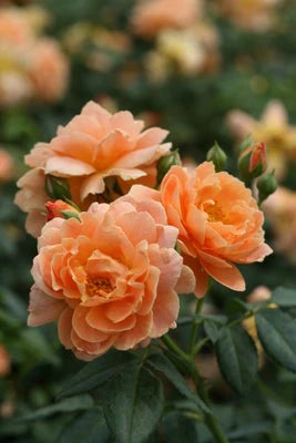 Rosa At Last - rosiers
