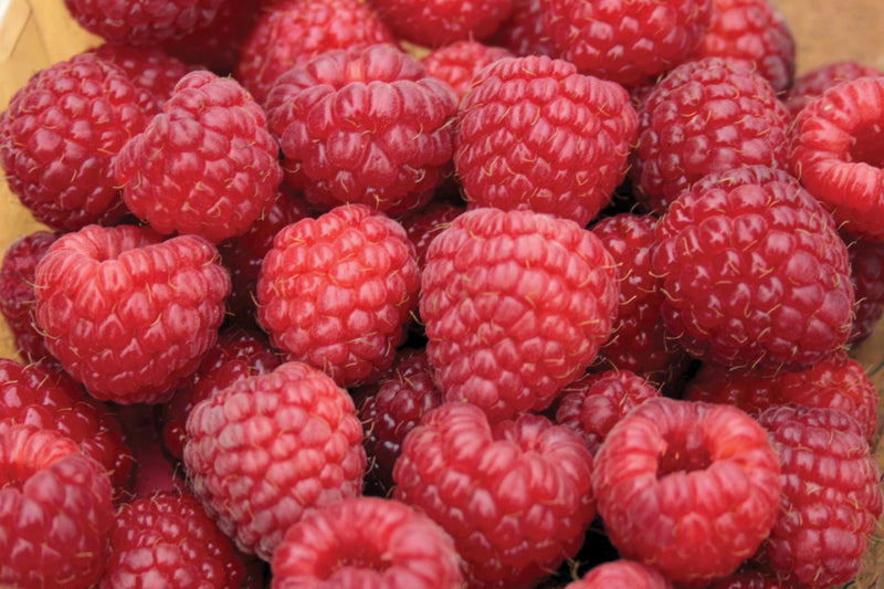 Rubus idaeus 'Nova' - Raspberry