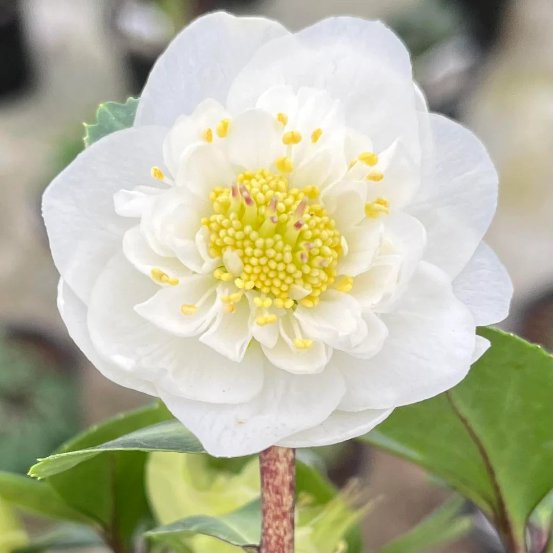 Helleborus Snowbells