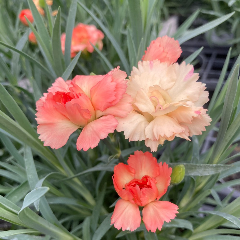 Dianthus 'Oscar Saumon' - Œillet vivace