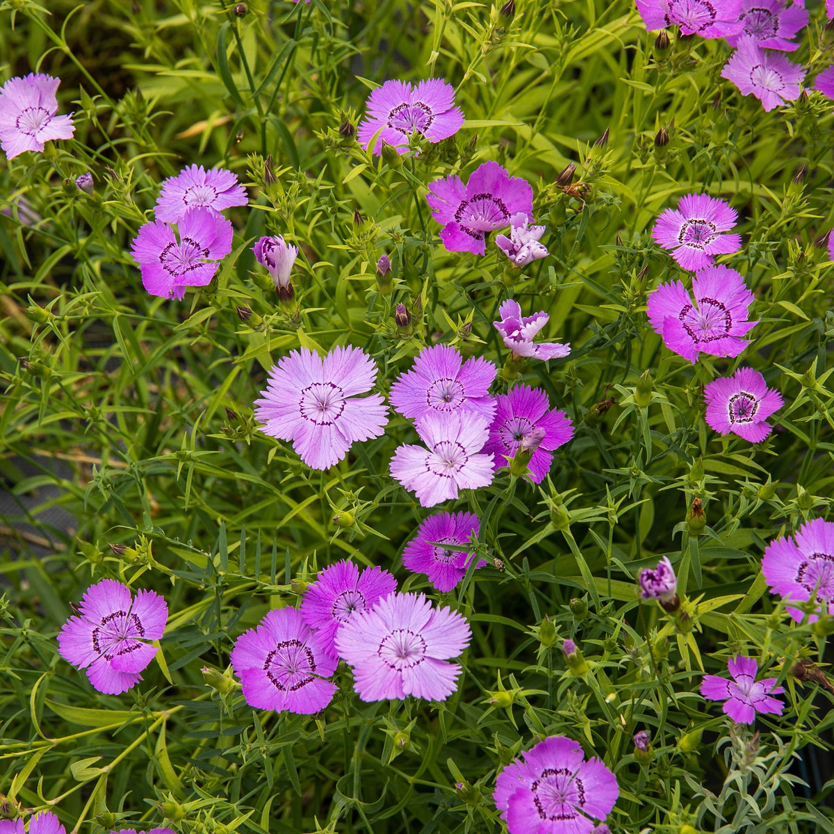 Oeillet Siberian Blues – Dianthus amurensis