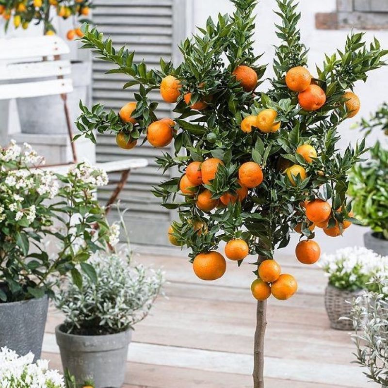 Citrus Oranger